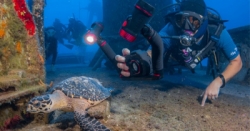 large 5 chase page turtle 0